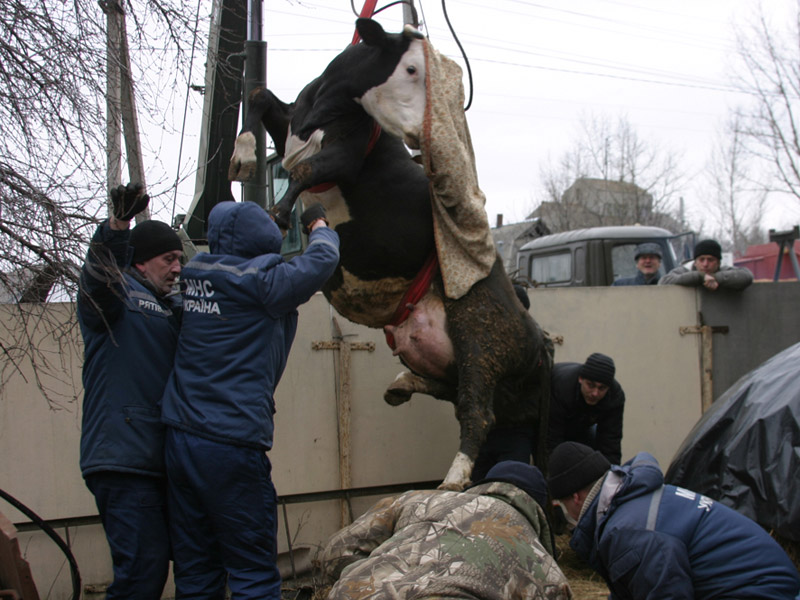 Рятувальники допомогли дістати корову, яка впала у яму