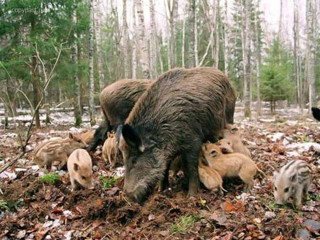 На острові Вільховатський дикі свині знищили посіви