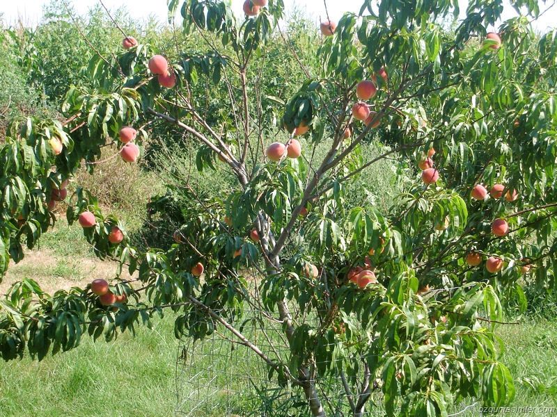 Все больше садоводов-аматоров начинают выращивать персики