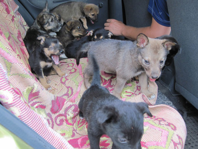 В Полтаве нераспроданных щенков отдают бомжам в качестве еды