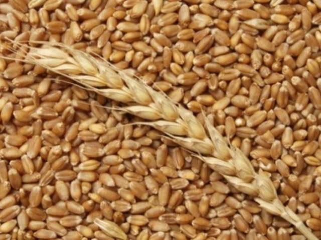 Аграрії Полтавщини намолотили 4 мільйони тонн зерна