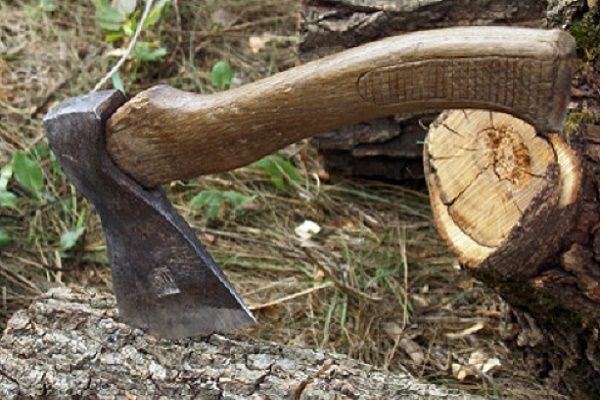 Правоохоронці установили незаконну вирубку  деревини