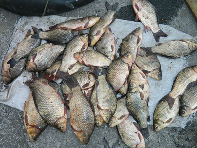 Кобеляцькі правоохоронці виявили факт незаконного вилову риби
