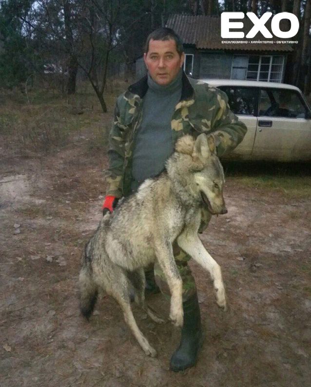 На Новосанжарщині застрелили вовка