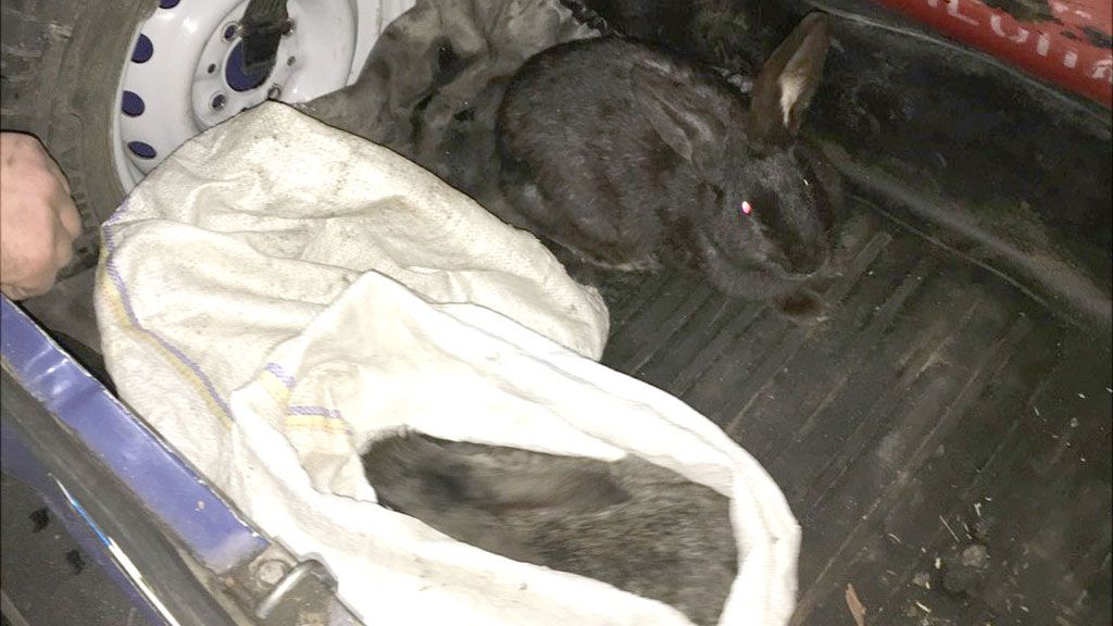На Миргородщині підлітки викрали кролів з домогосподарства