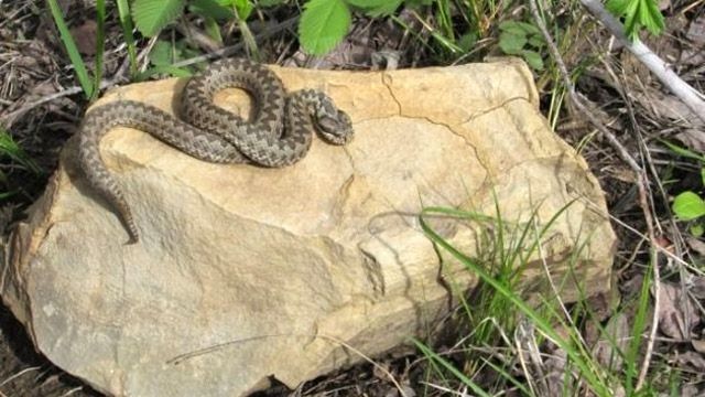 У Кременчуцькому районі двчинку укусила змія - за тиждень  третій випадок на Полтавщині