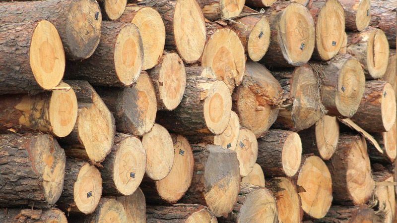 В Україні посилили покарання за незаконну вирубку лісу та його контрабанду