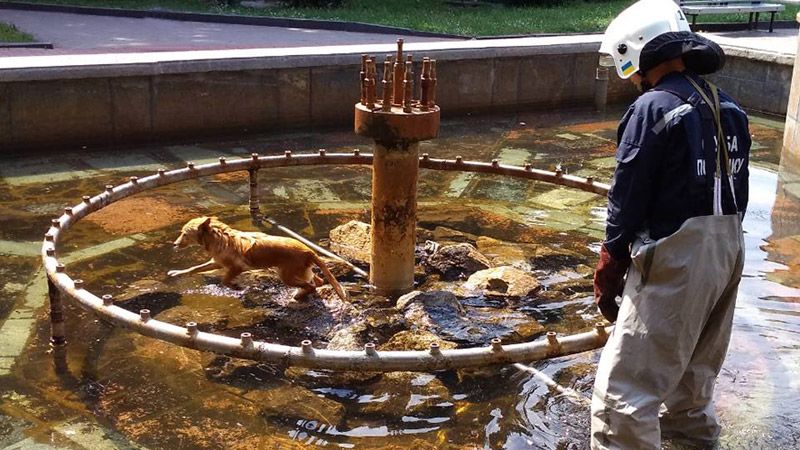 Рятувальники витягли собаку із фонтану