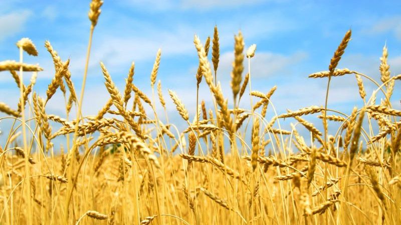 Три господарства уже завершили обмолот озимої пшениці