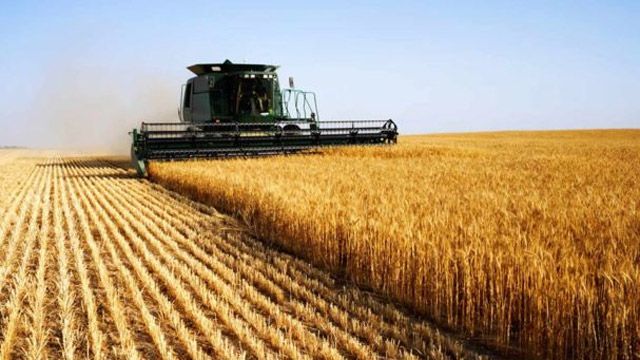 Аграрії Полтавщини вже зібрали більше 2,5 млн тонн зернових культур