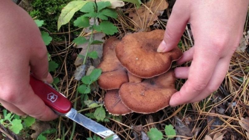 За добу грибами отруїлися двоє полтавчан
