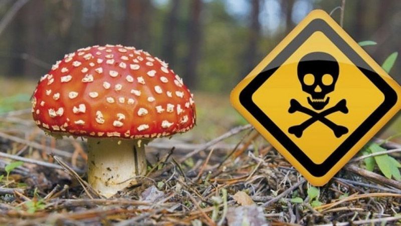 У 2018 році на Полтавщині рекордна кількість отруєнь грибами