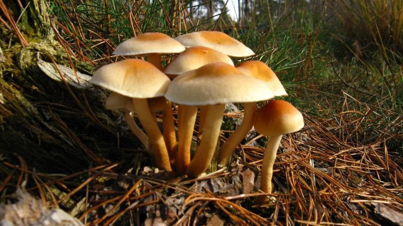 На Полтавщині подружжя отруїлося грибами