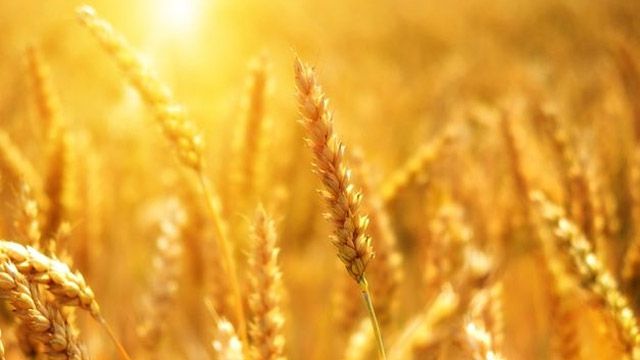 Урожай зернових перевищив історичний максимум