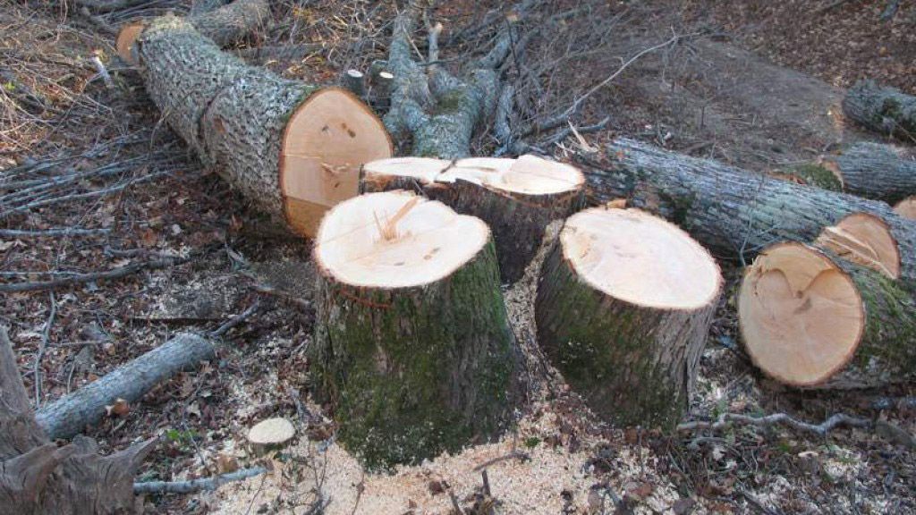 Злочинці напиляли дубів на 260 000 гривень