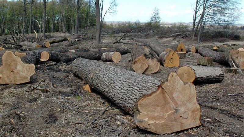 Штрафи за незаконну рубку лісу зросли у кілька разів