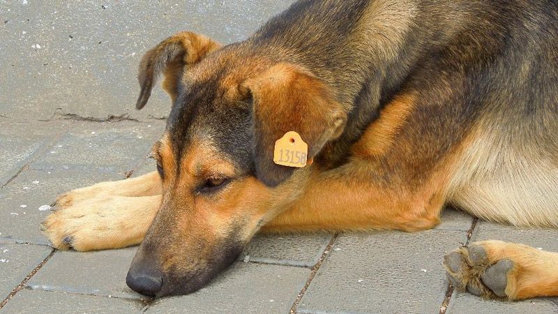 У Гадячі реалізують проект зі стерилізації безпритульних собак