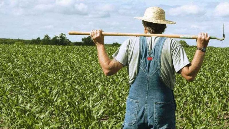 Уряд розширив напрями підтримки фермерських господарств