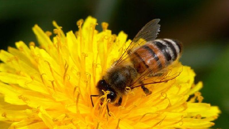 На Полтавщині опублікували заходи щодо зменшення випадків отруєння бджіл