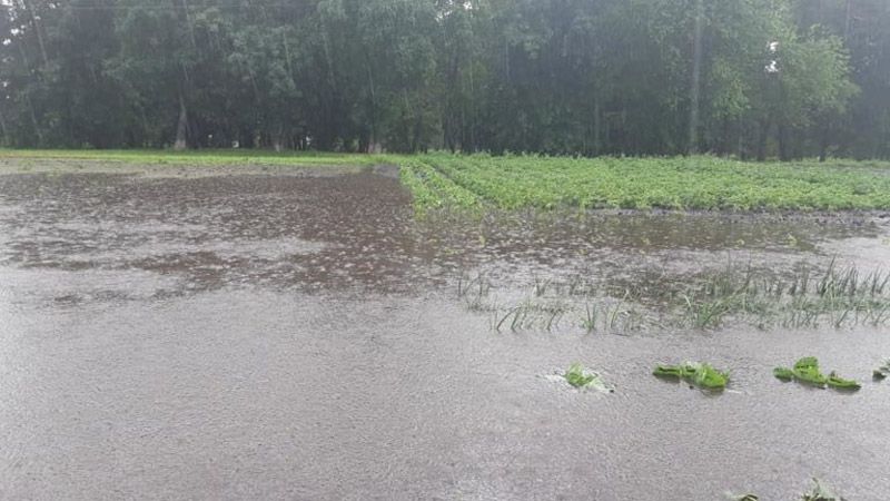 Через сильний дощ на Полтавщині за годину затопило городи та поля 