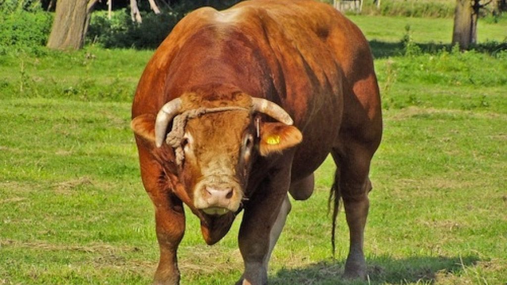 У Лохвицькому районі на жінку напав бик