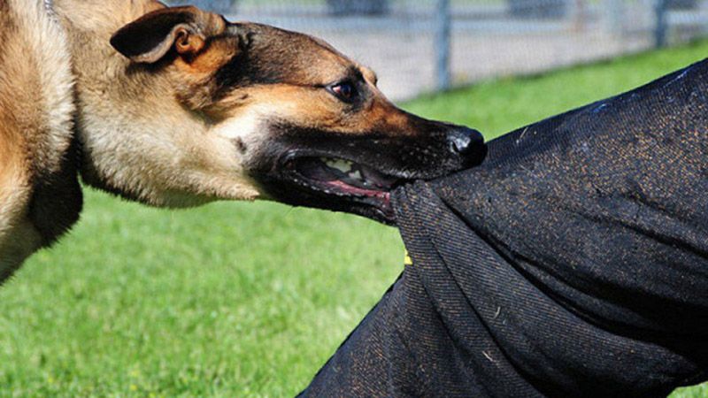 На Полтавщині інспектора «Кременчукводоканал» покусала собака
