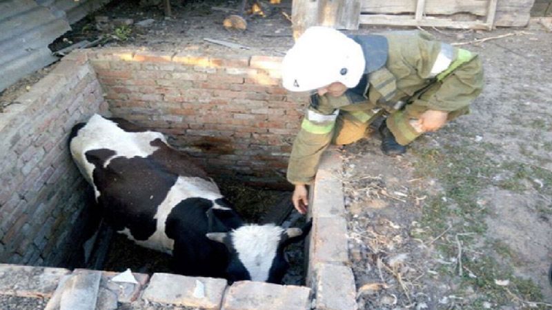 Під Полтавою рятувальникам прийшлося витягати тільну корову із 2-метрової ями