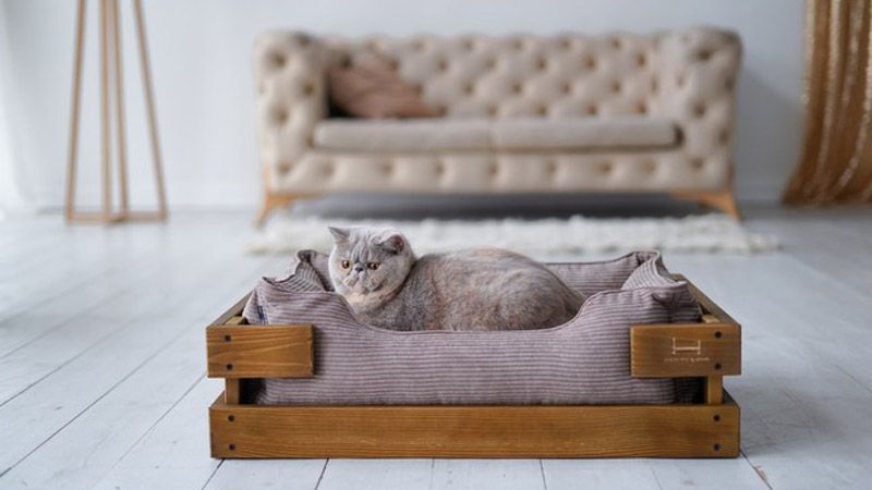 Кровать для кошки: стильно и удобно