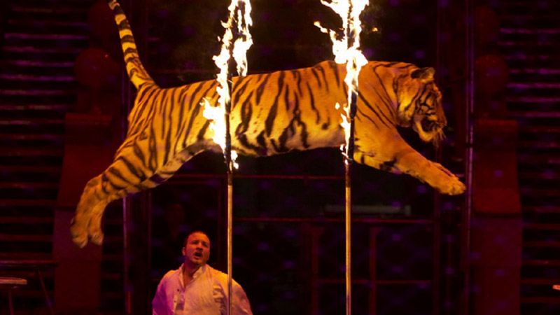 Міністерство культури підтримує перехід на «цирк без тварин»