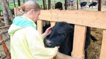 В Днепропетровской области создали приют для коров: подробности (Фото)