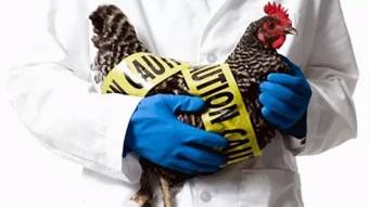 В Україні зафіксували випадок пташиного грипу