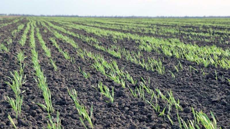 У Полтавській області завершили посів ярих зернових