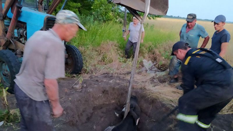 У Козельщинському районі рятувальники витягли з ями корову
