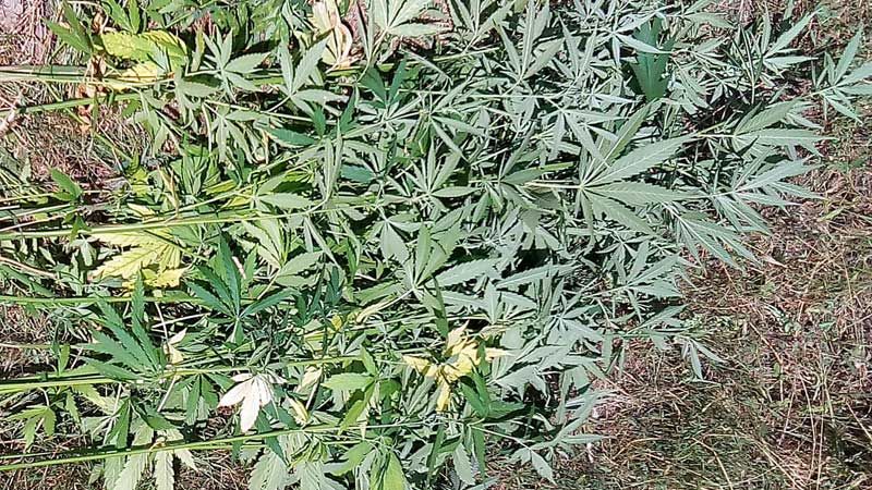 Поліцейські виявили рослини конопель у жителя Кобеляцького району