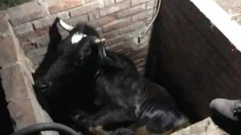 У Машівському районі рятувальники витягували корову із ями