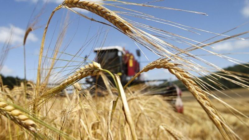На Полтавщини завершили збирання ранніх зернових культур
