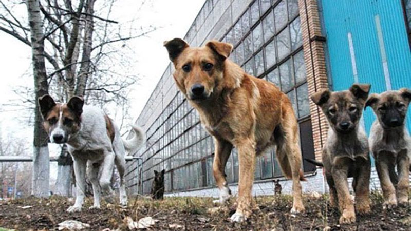 У Полтаві ліквідують притулок, де і досі проживає 70 собак