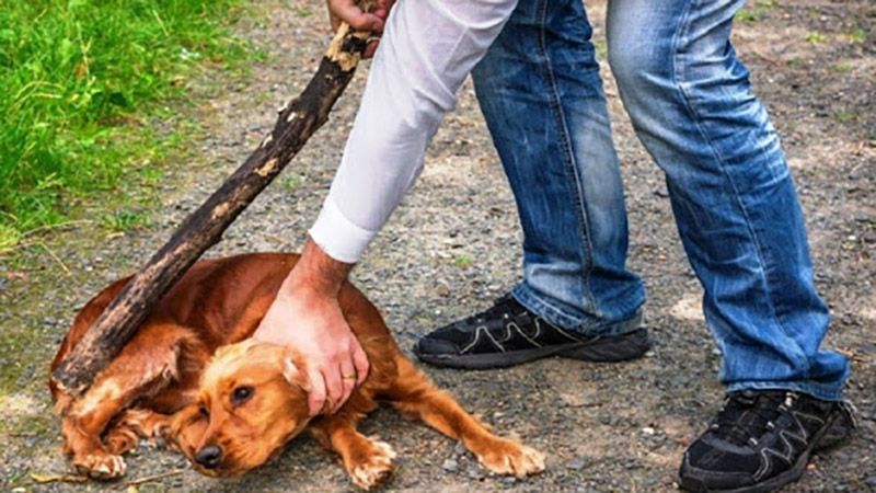 3 роки позбавлення волі присудили козельщанину, який жорстоко убив собаку