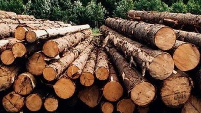 Заступника із Полтавського облуправління лісового та мисливського господарства судитимуть за півмільйонні збитки державі
