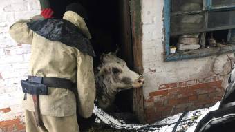 У Козельщинському районі рятувальники витягували з ями корову