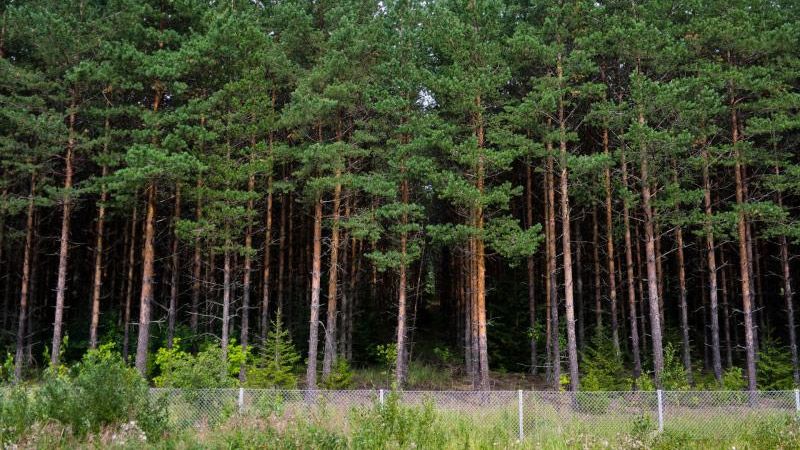 У Чорнухинському районі незаконно орендували землі лісового фонду вартістю 14 млн грн