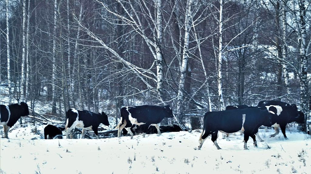 Стадо диких корів у зоні відчуження