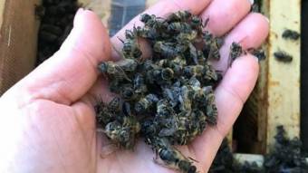 На Закарпатті загинули вісім мільйонів бджіл, яких відправили замовникам Укрпоштою – ЗМІ