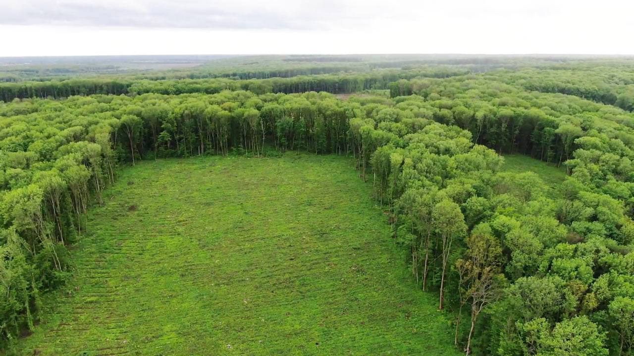 Поліція Полтавщини упіймала працівників лісництва на незаконних вирубках дерев