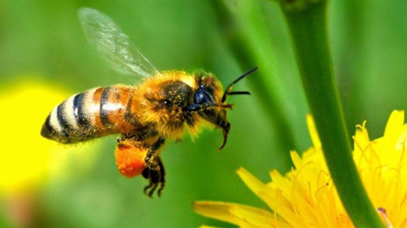 Труїти бджіл стали менше