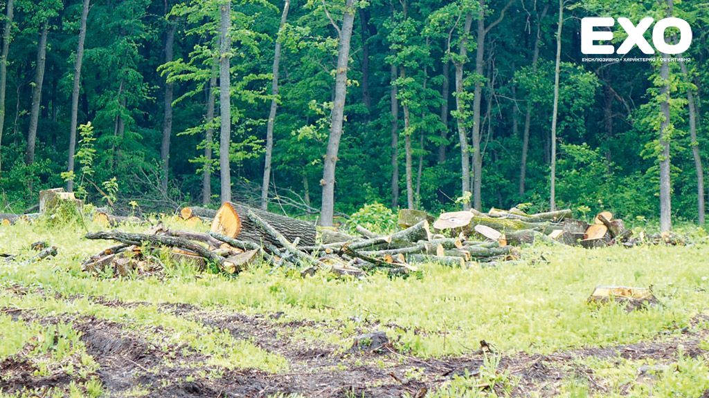 Поліцейські відкрили кримінальне провадження за фактом вирубки лісу