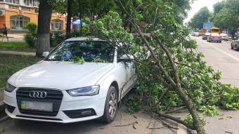 У Полтаві гілка впала з дерева на автомобіль поблизу місця, де дерево розтрощило терасу кафе