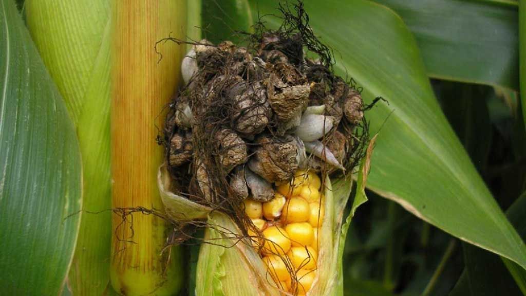 Пухирчаста сажка атакує кукурудзу