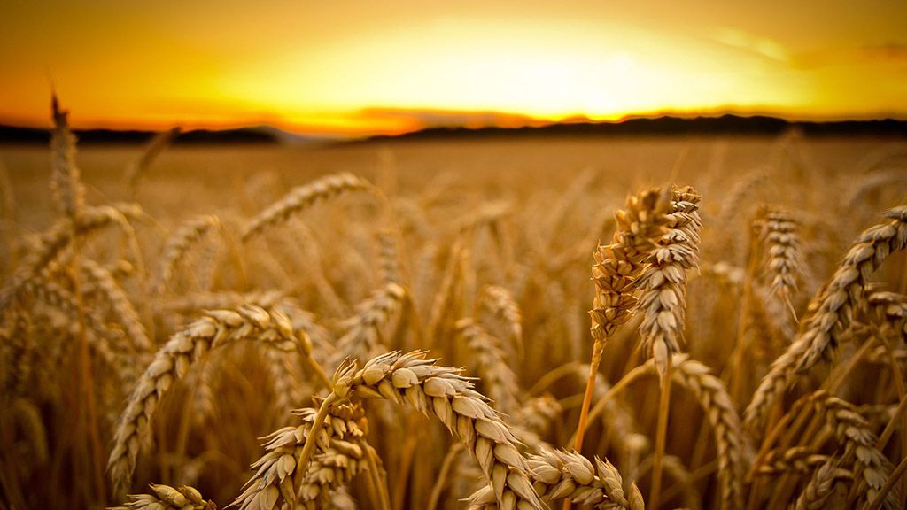 Найвища середня врожайність зернових зафіксована на Полтавщині