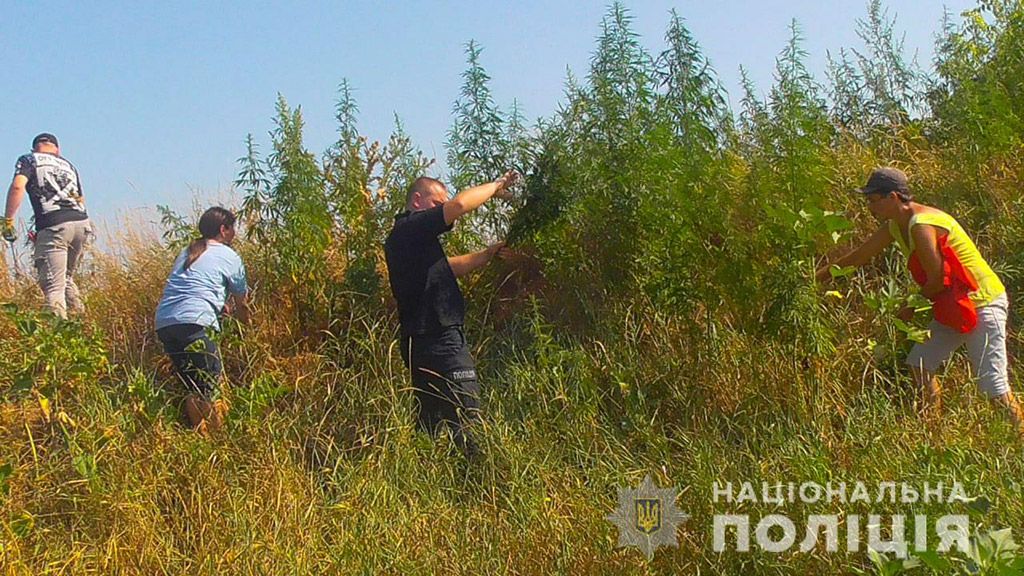 На Решетилівщині знайшли поле, на якому росло більше 5000 конопель
